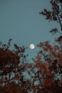 KAJ PRINAŠA POLNA LUNA V DVOJČKIH? 27.11.2023