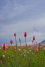 HOROSKOP ZA MAREC IN APRIL 2024