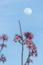 KAKO APRILSKA POLNA LUNA 24.4.24 VPLIVA NA VAŠE ZODIAKALNO ZNAMENJE?
